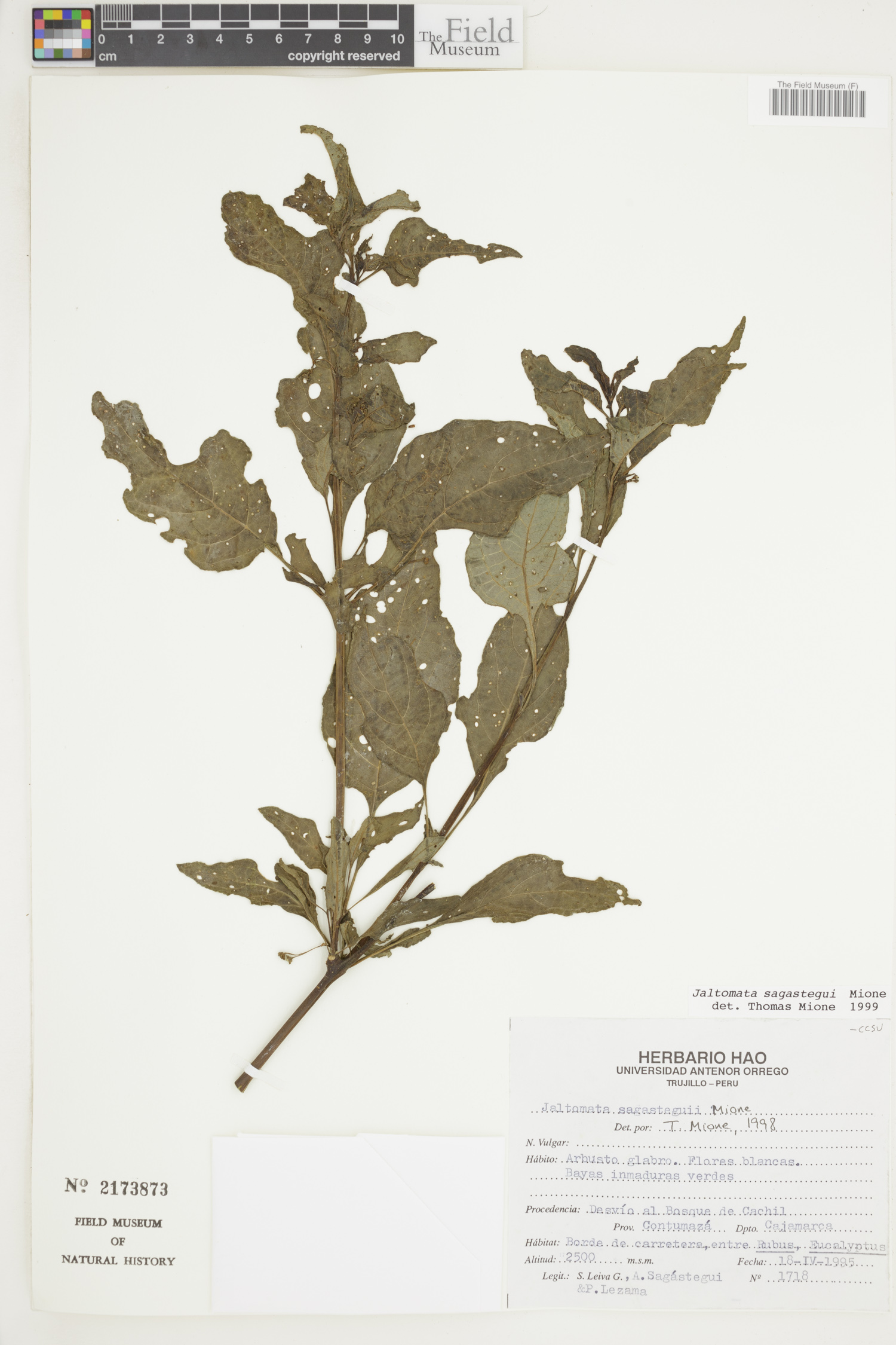 Jaltomata sagastegui image