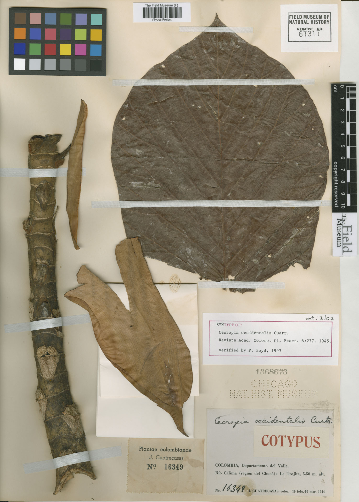Cecropia membranacea image