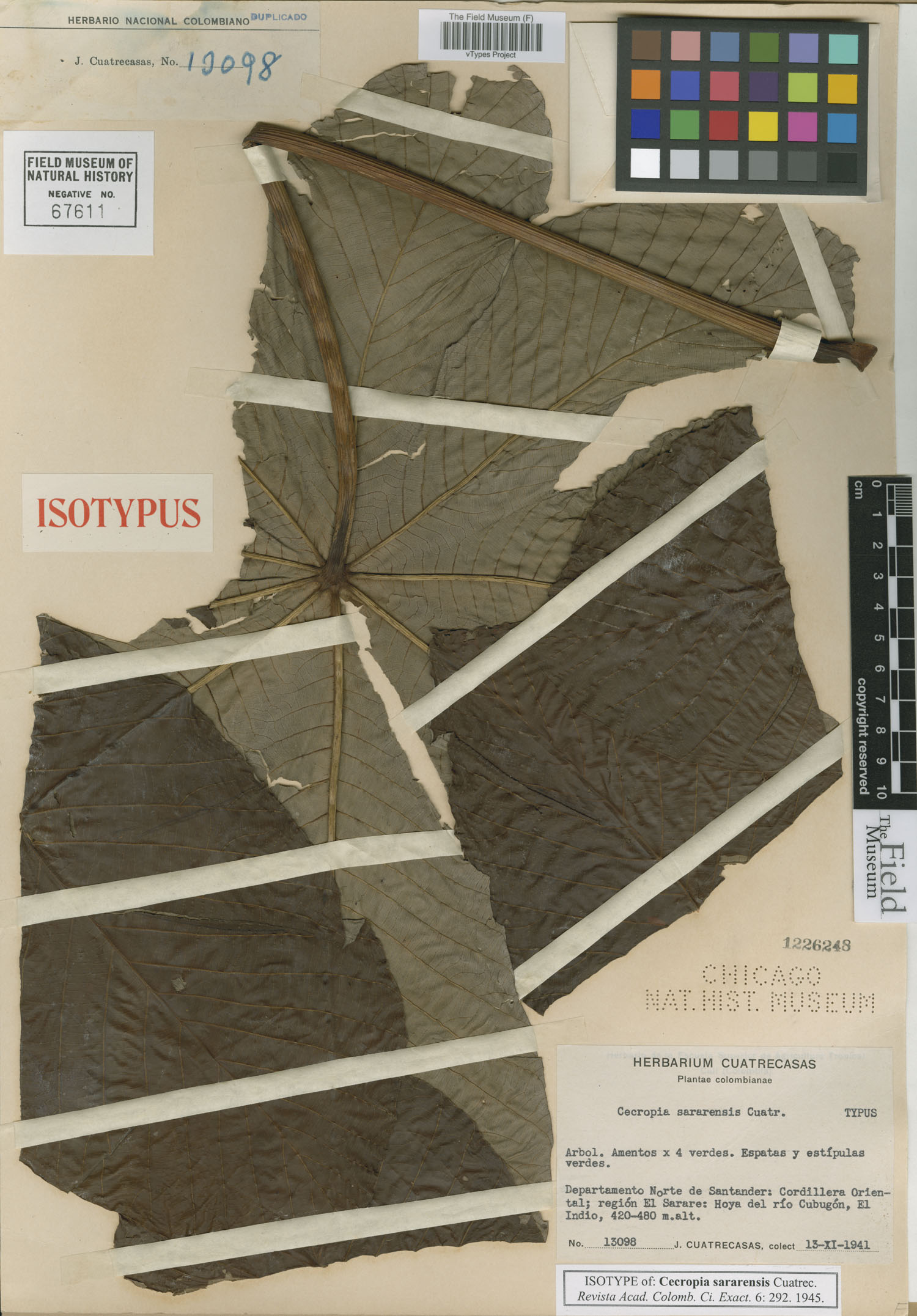 Cecropia sararensis image