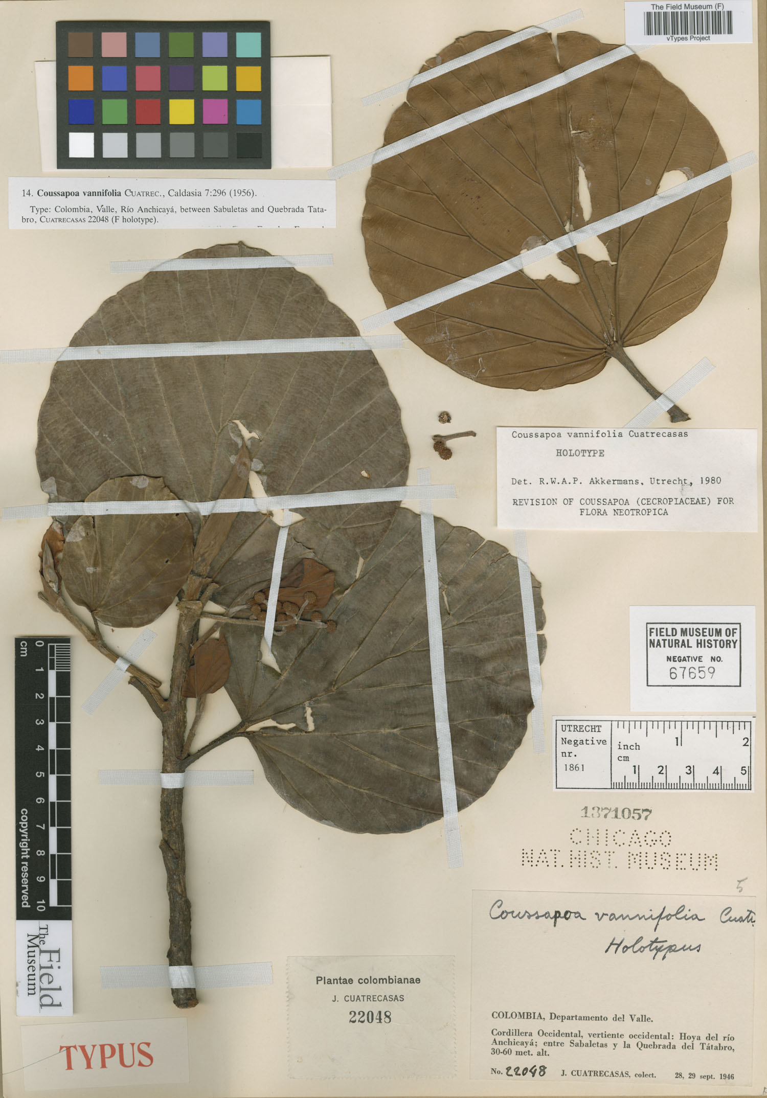 Coussapoa vannifolia image