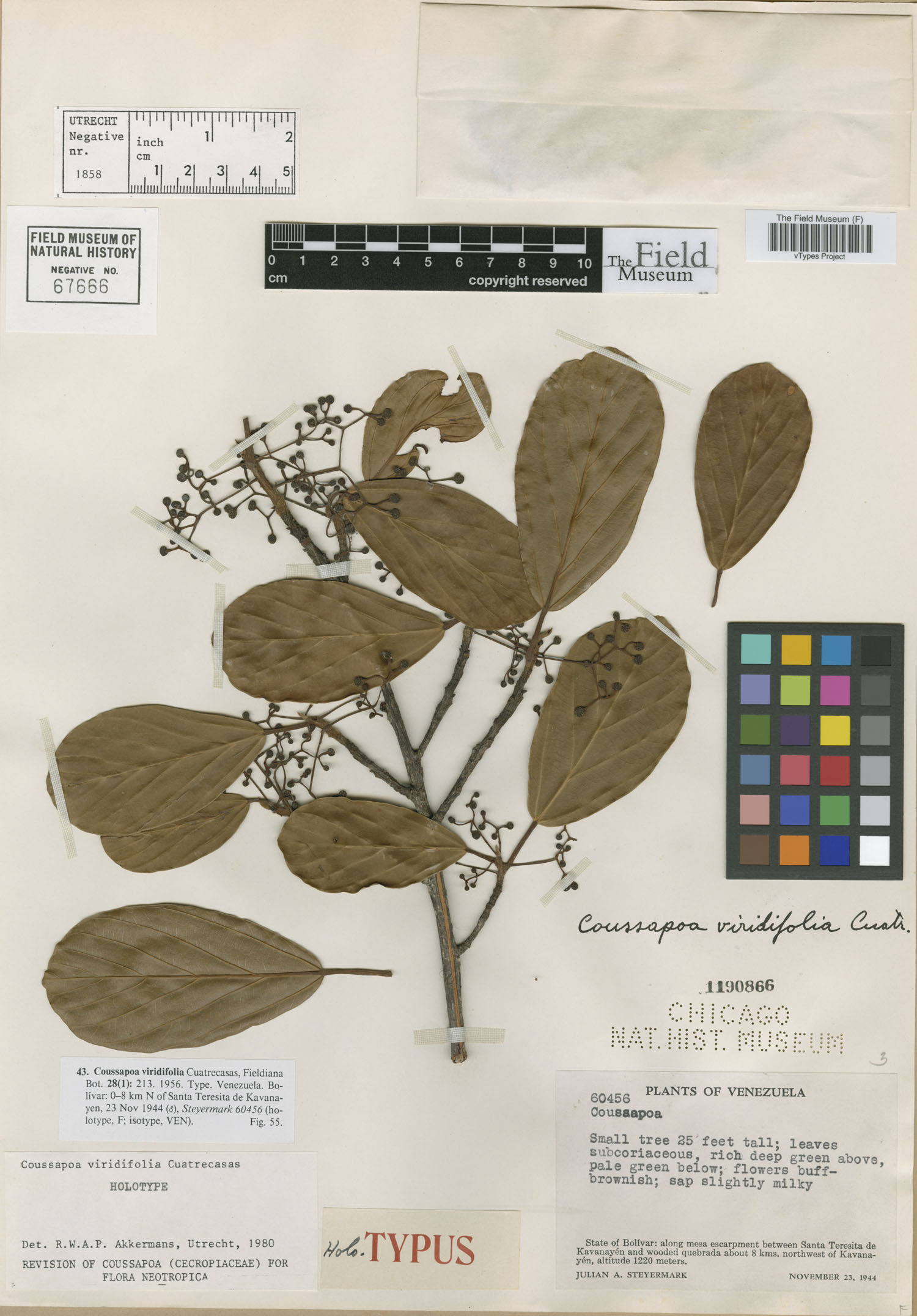 Coussapoa viridifolia image