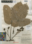 Pourouma bicolor subsp. scobina image