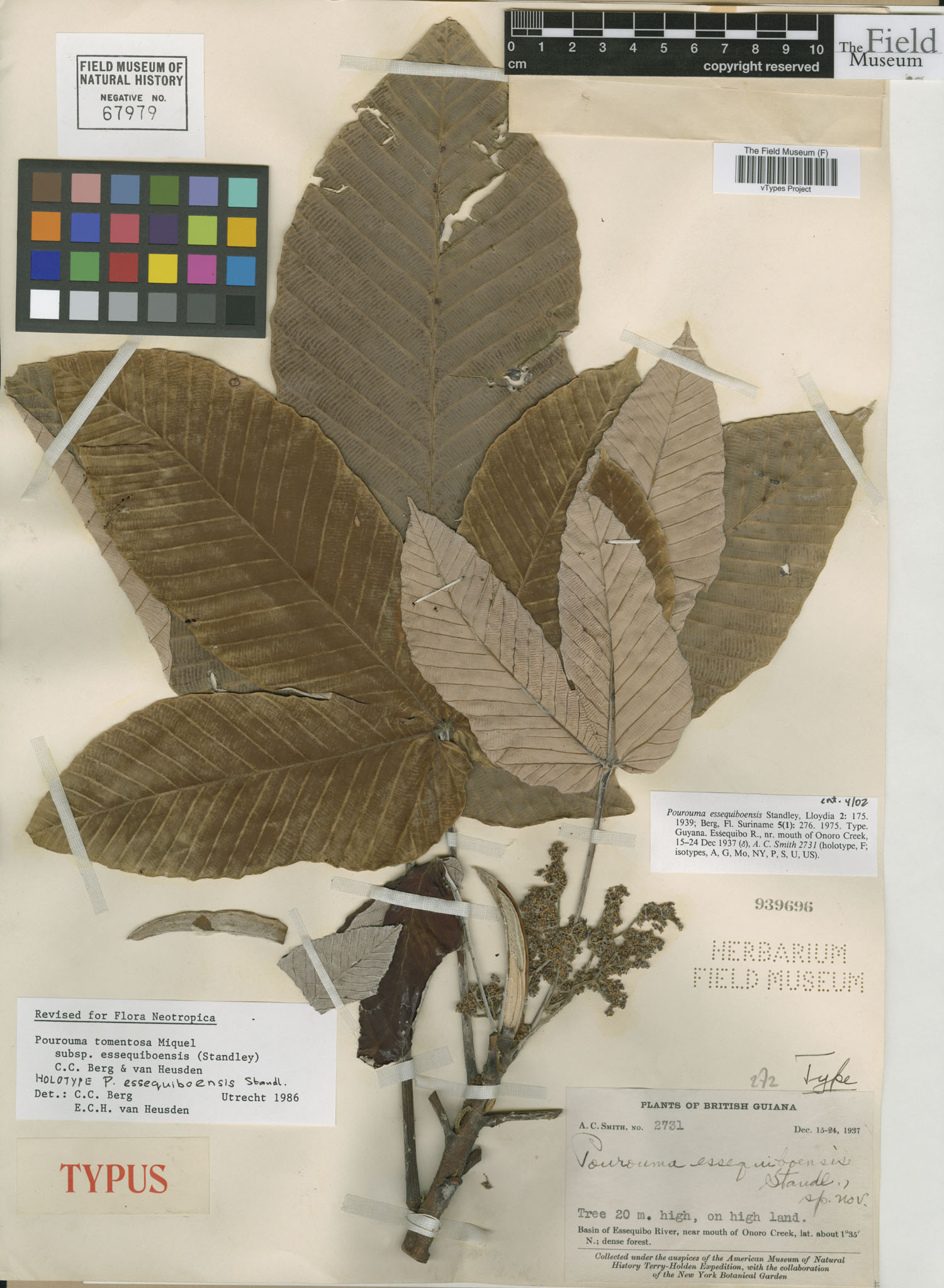 Pourouma tomentosa subsp. essequiboensis image