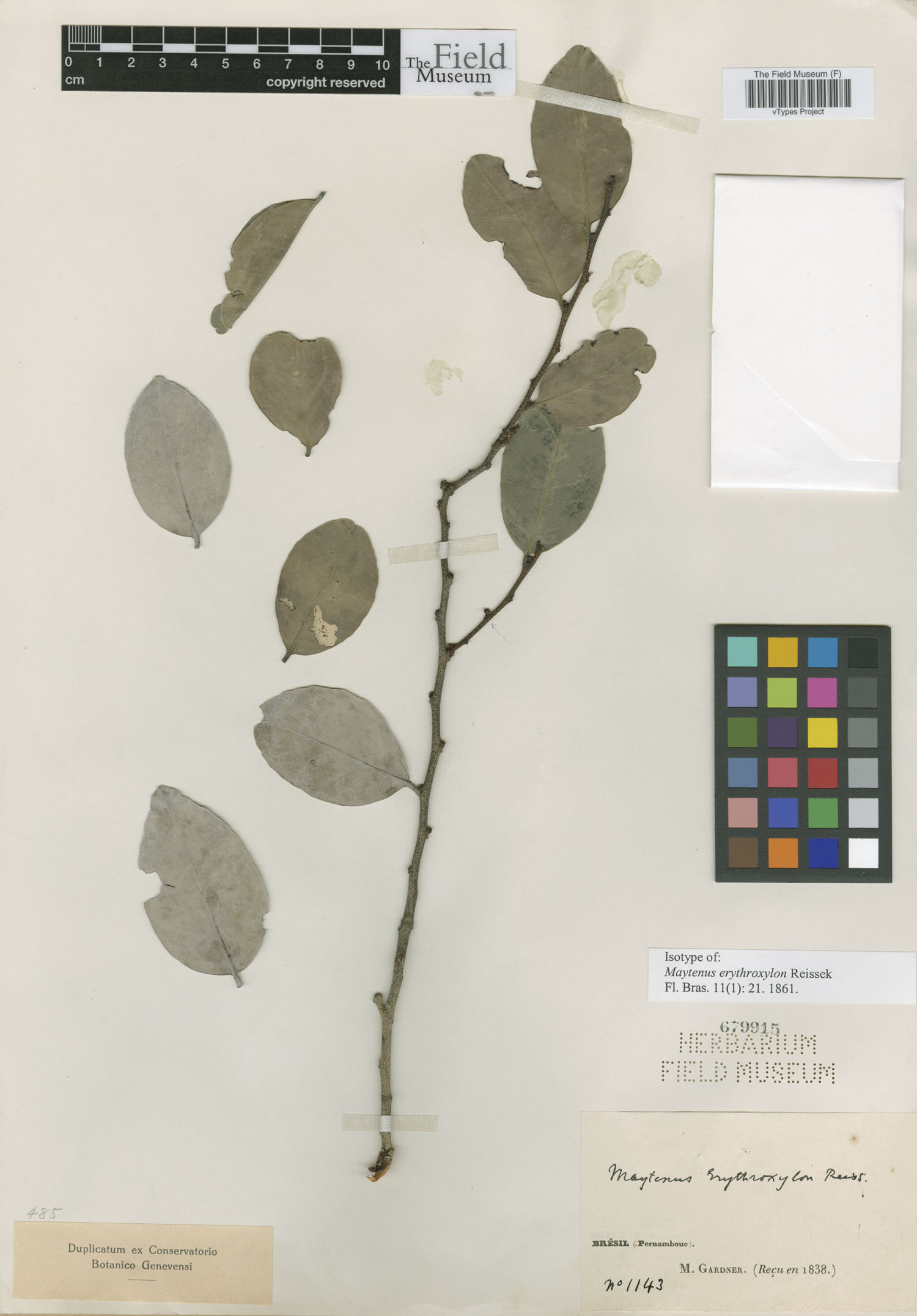 Monteverdia erythroxylon image