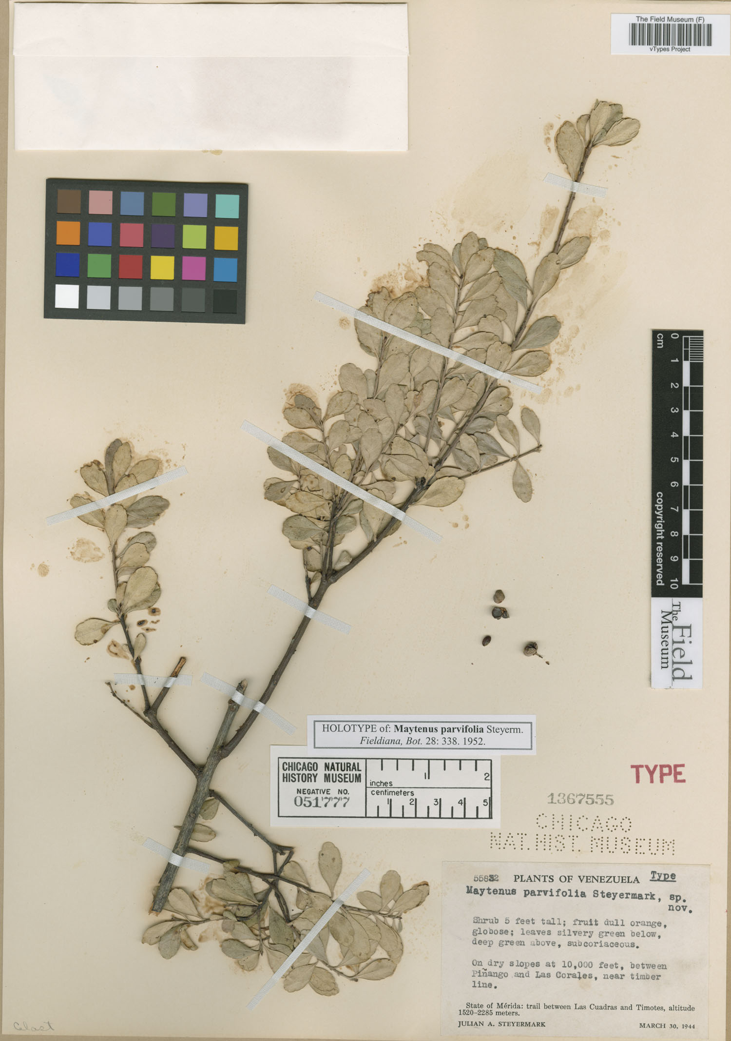 Maytenus parvifolia image