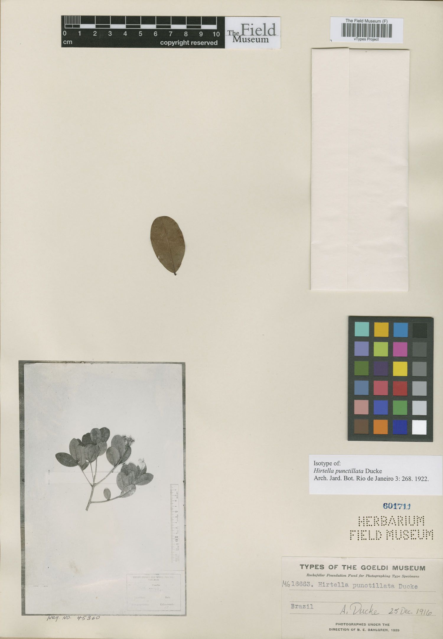 Hirtella punctillata image