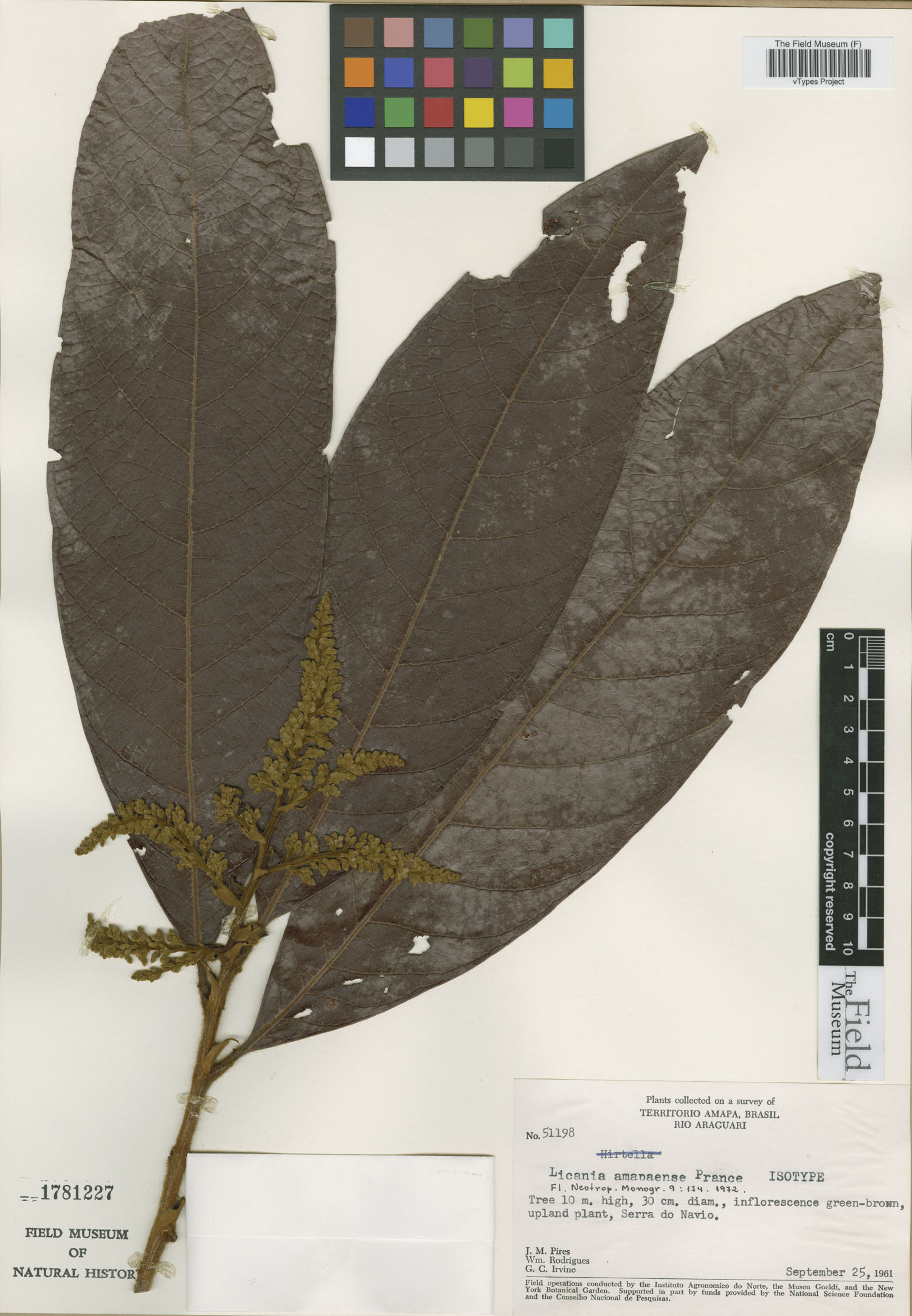 Licania amapaensis image
