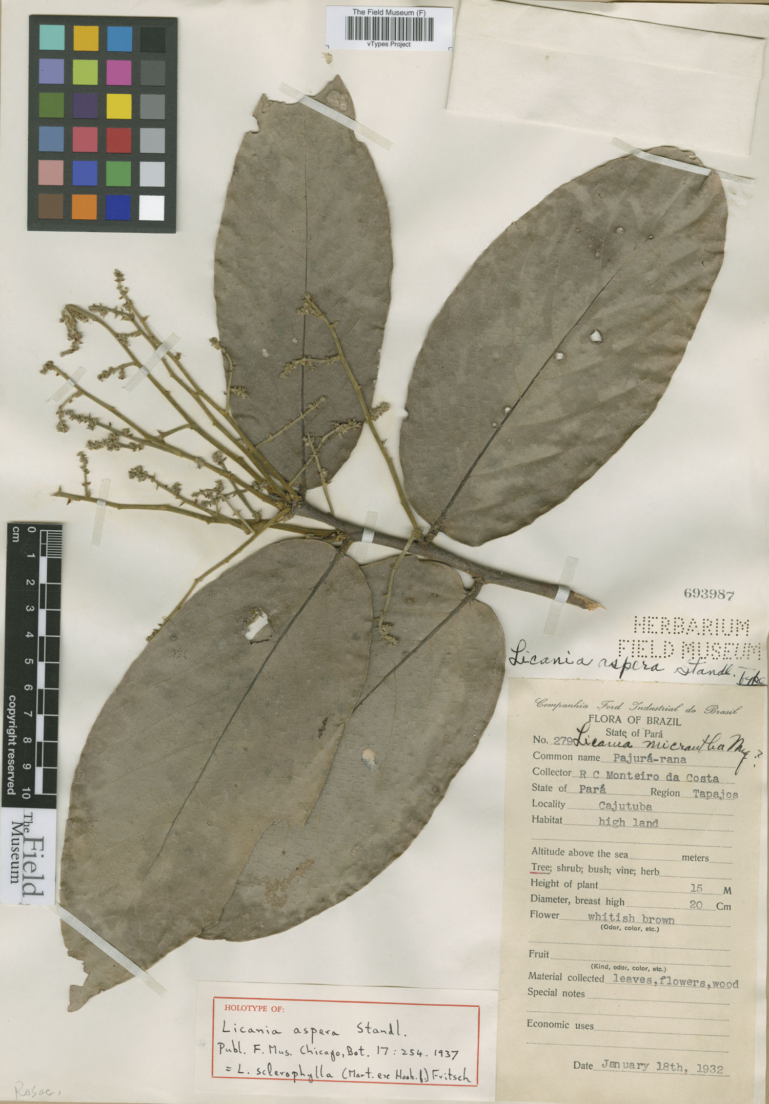 Licania sclerophylla image