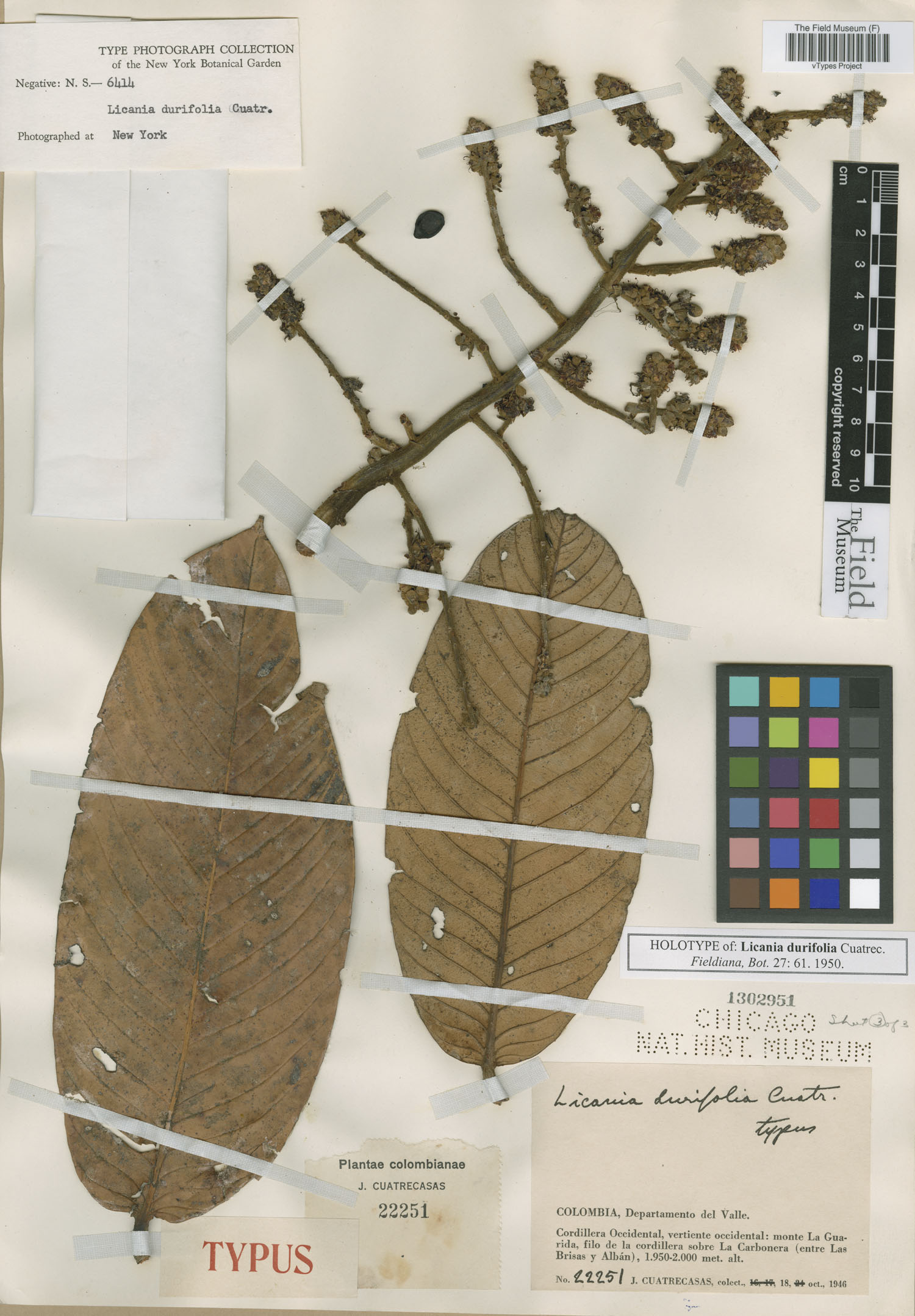 Licania durifolia image