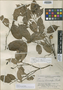 Licania octandra subsp. pallida image