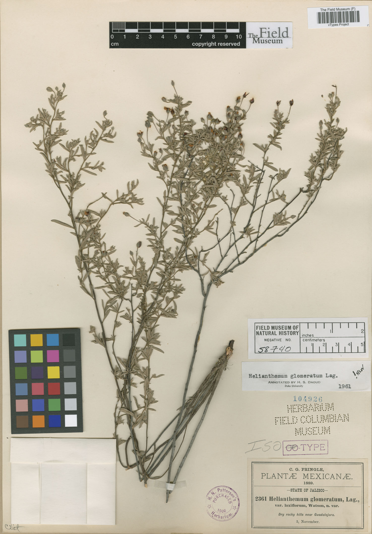 Crocanthemum glomeratum image