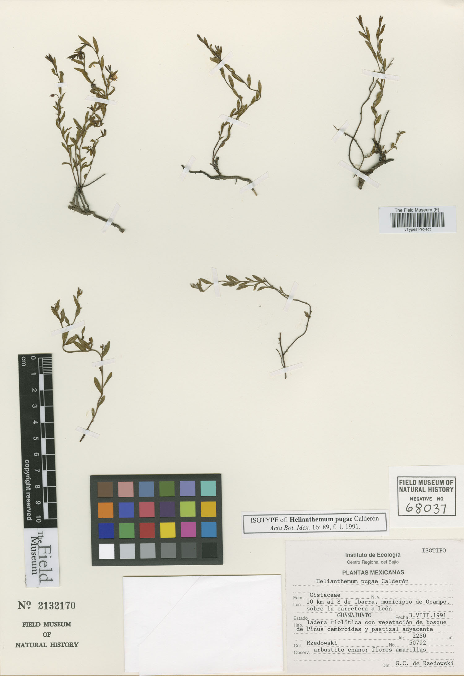 Crocanthemum pugae image
