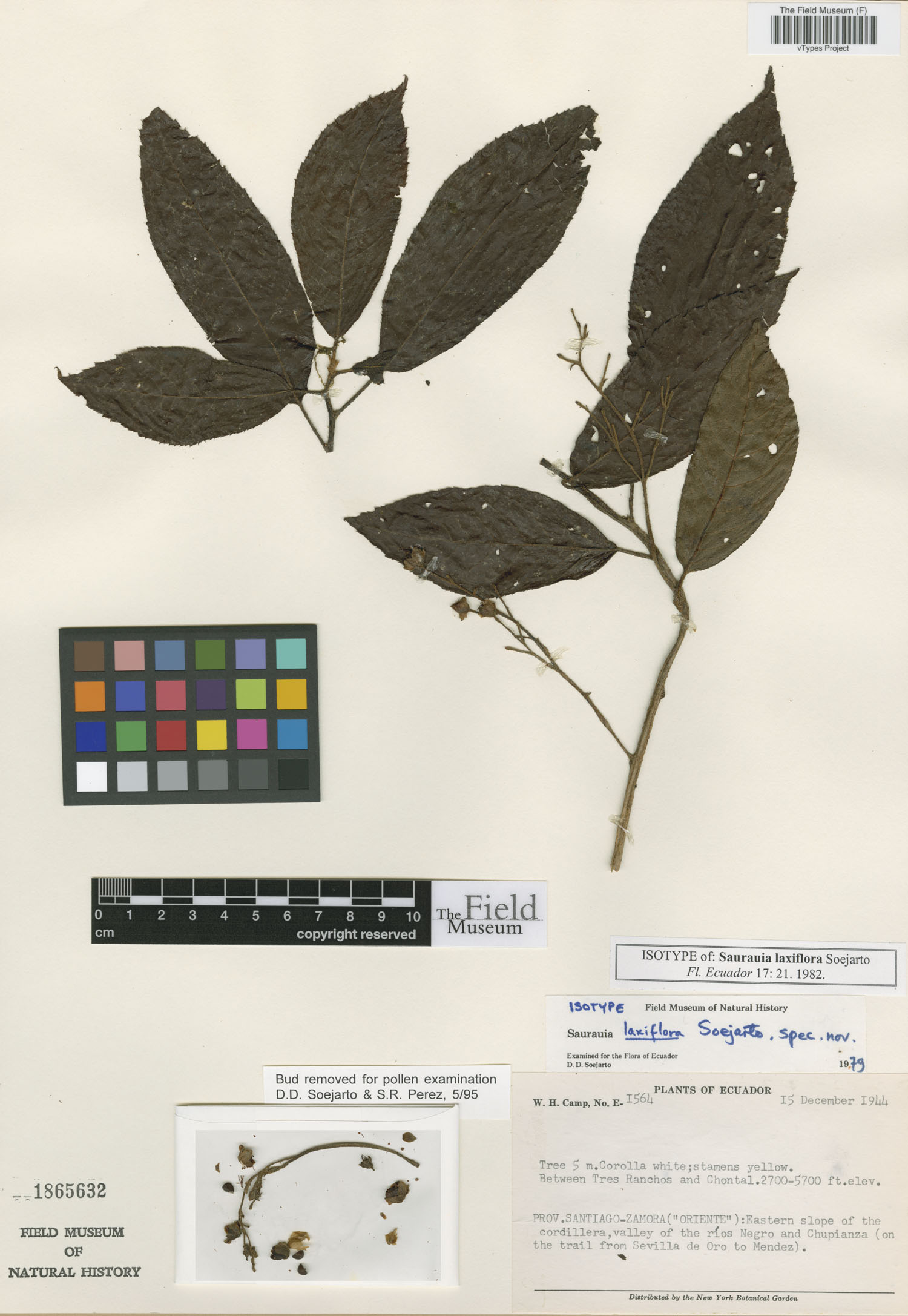 Saurauia laxiflora image