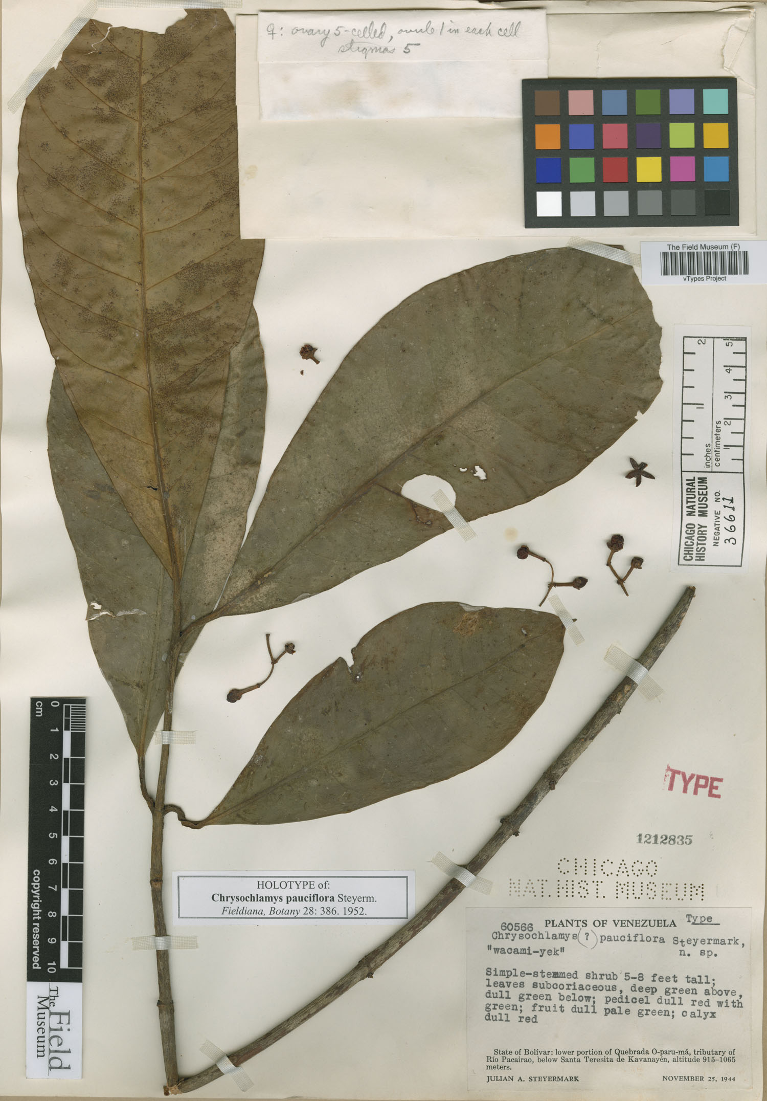 Chrysochlamys pauciflora image