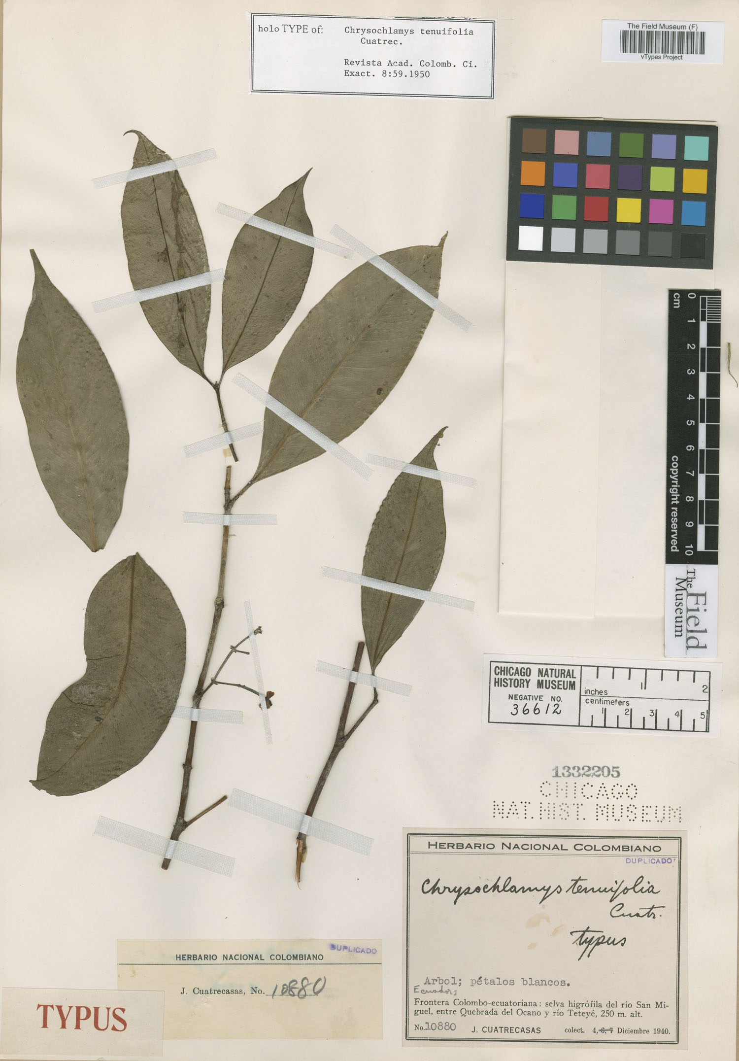 Chrysochlamys tenuifolia image