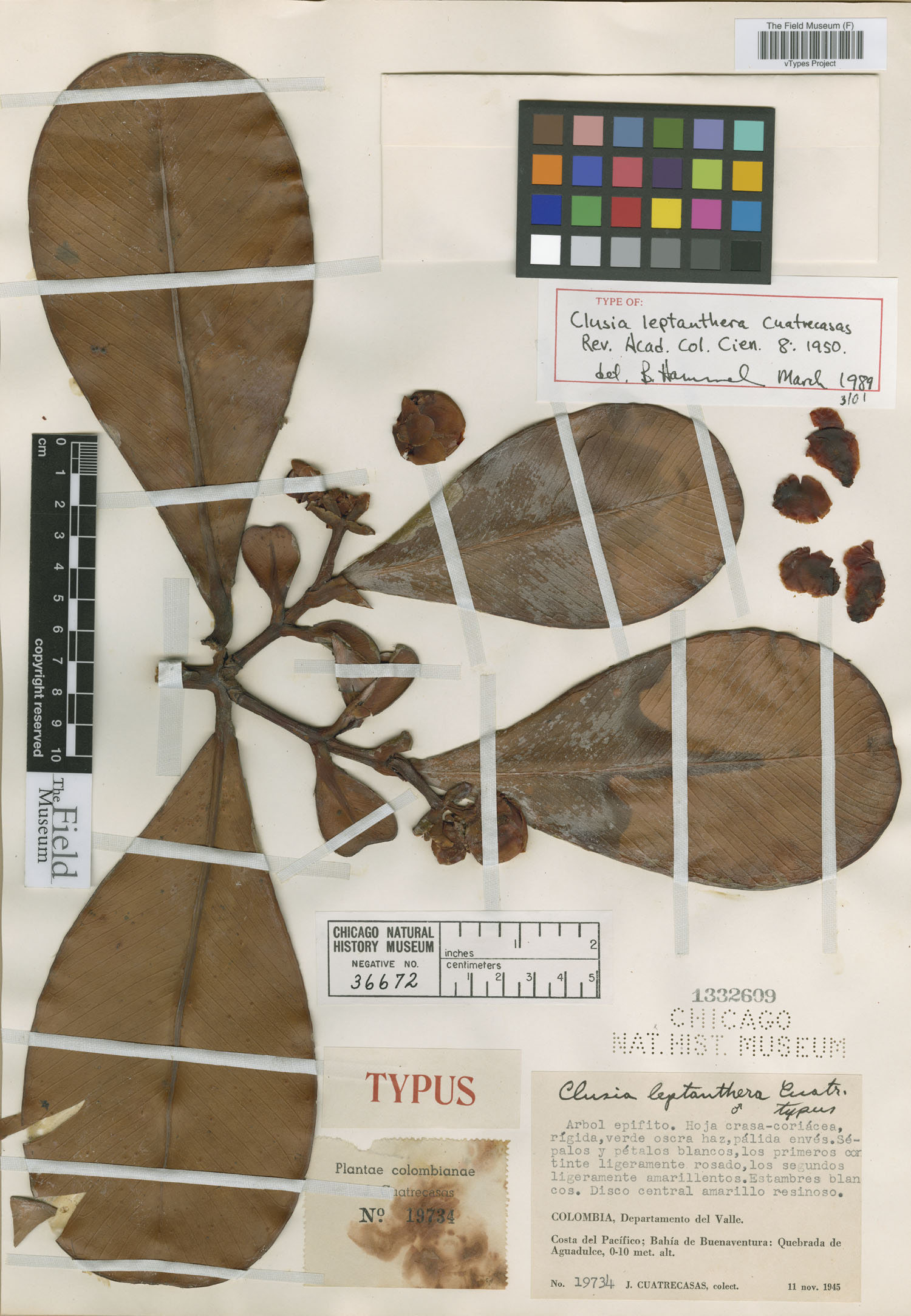 Clusia leptanthera image