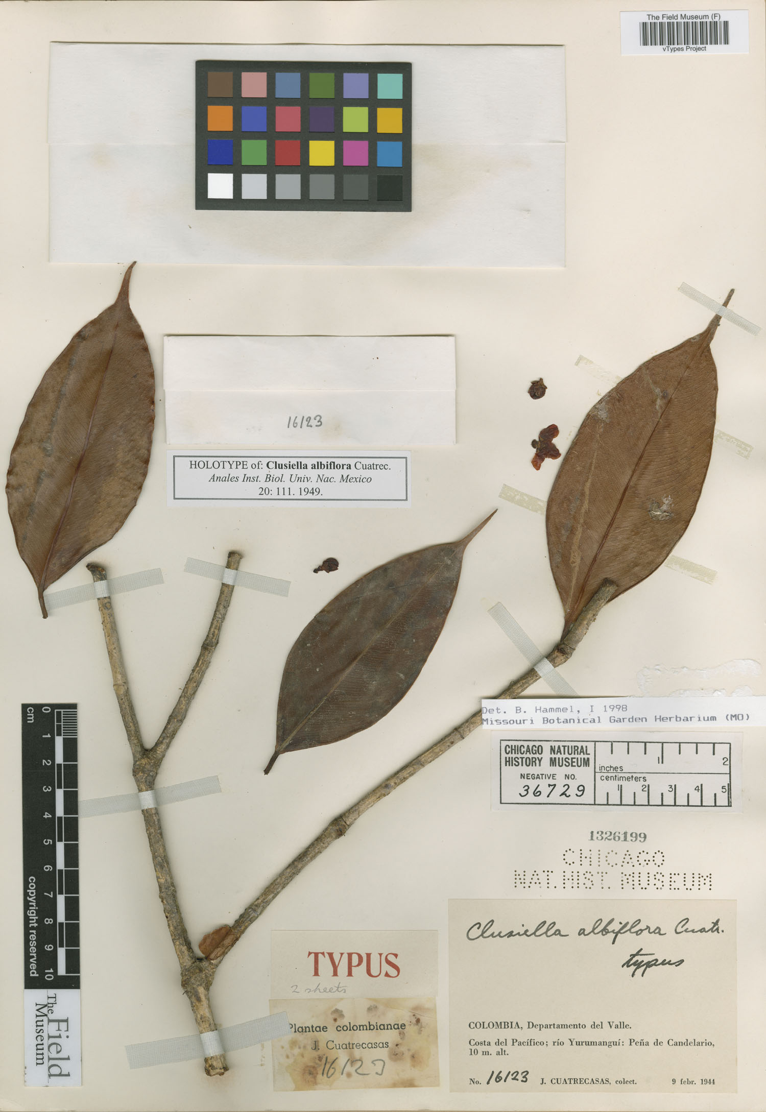 Clusiella albiflora image