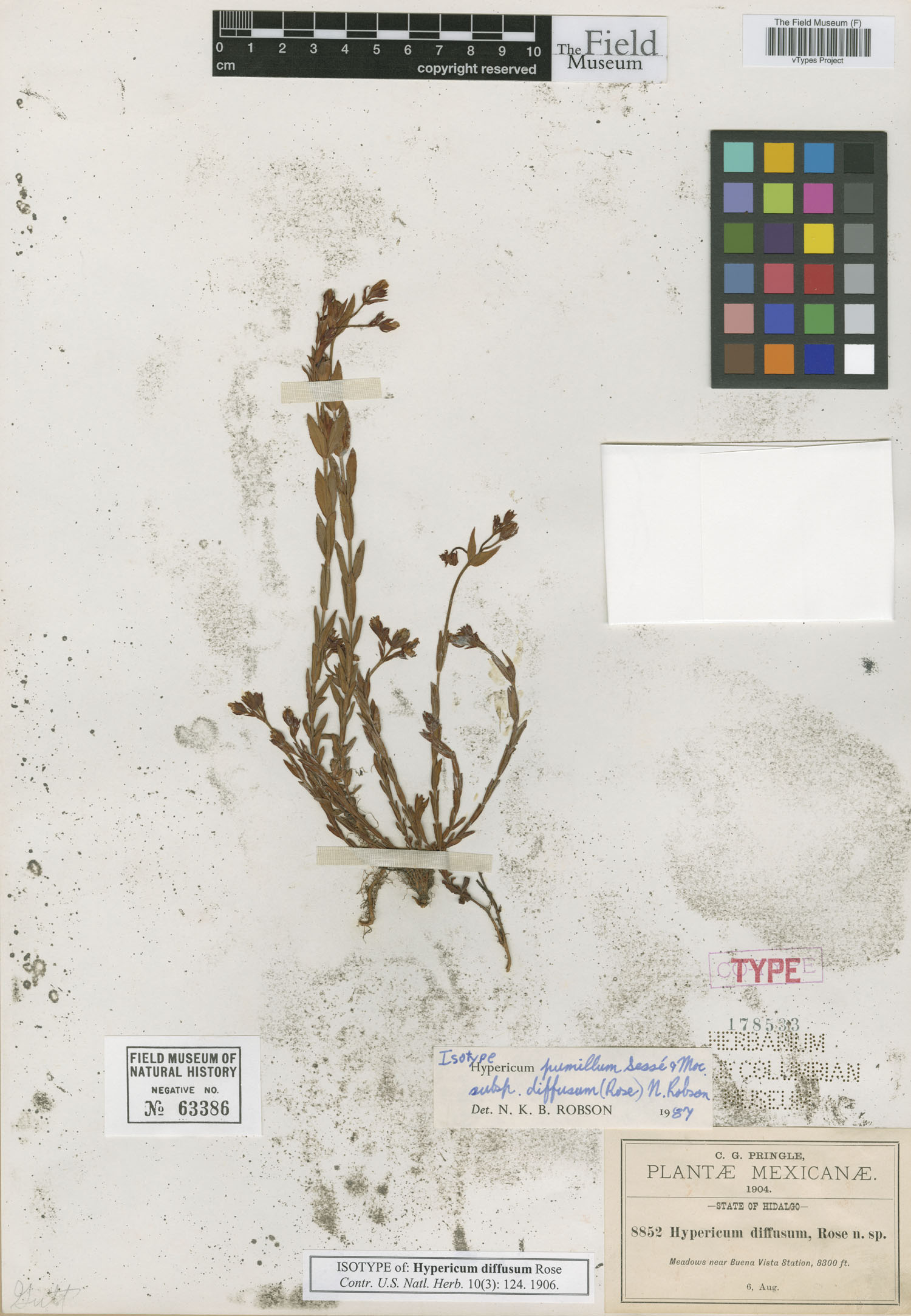 Hypericum pumilum subsp. diffusum image
