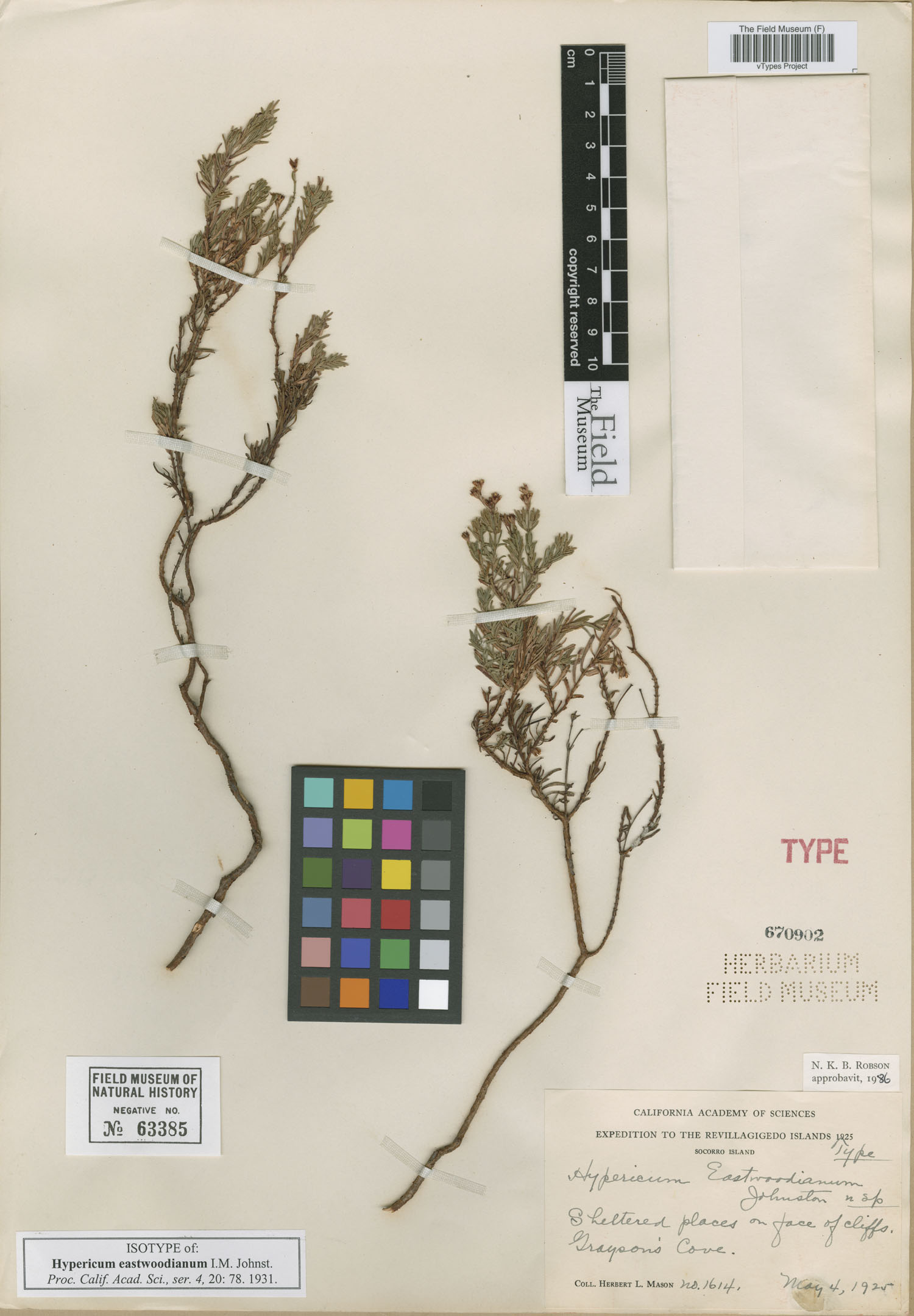 Hypericum eastwoodianum image