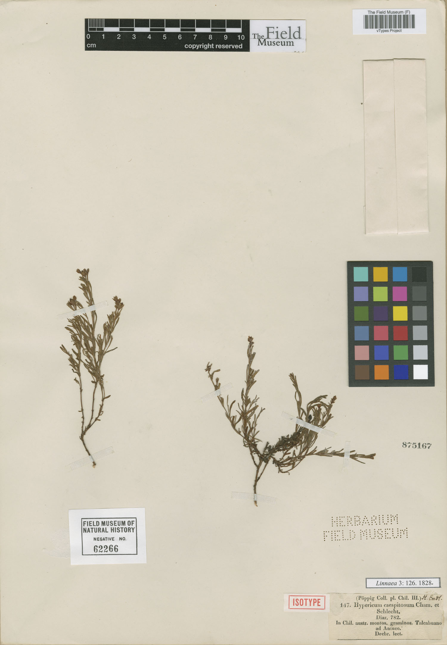 Hypericum caespitosum image