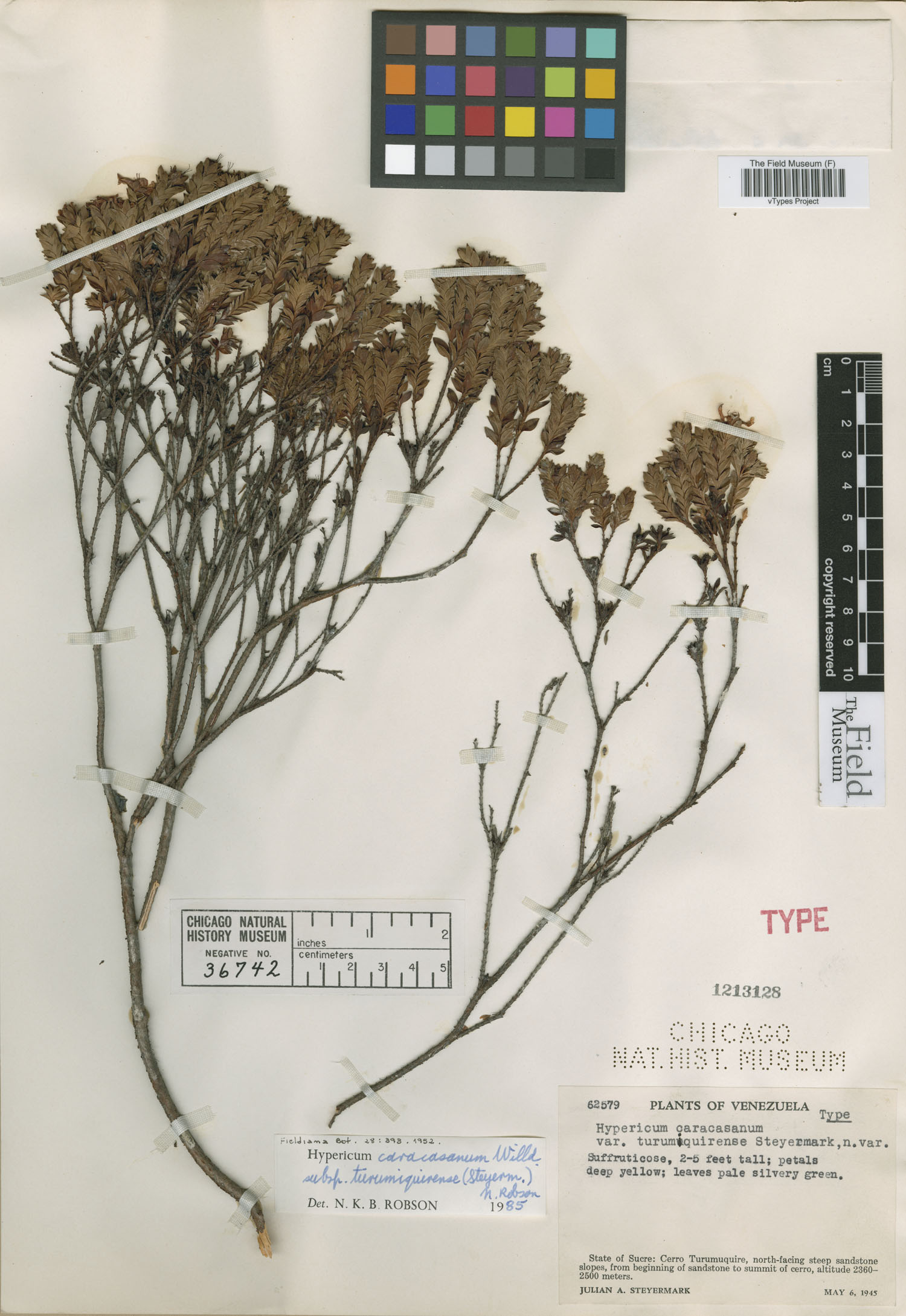 Hypericum caracasanum subsp. turumiquirense image