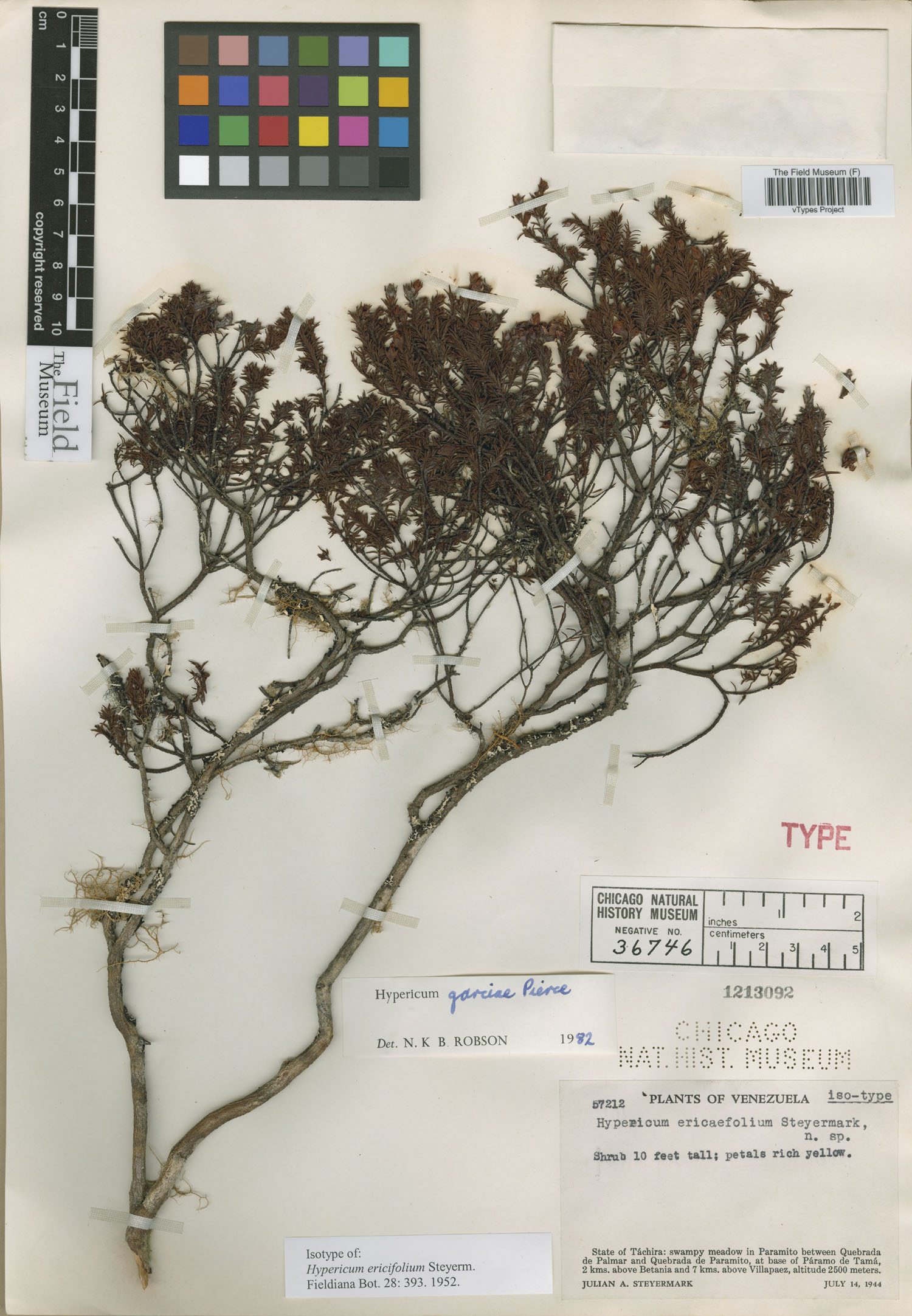 Hypericum ericaefolium image