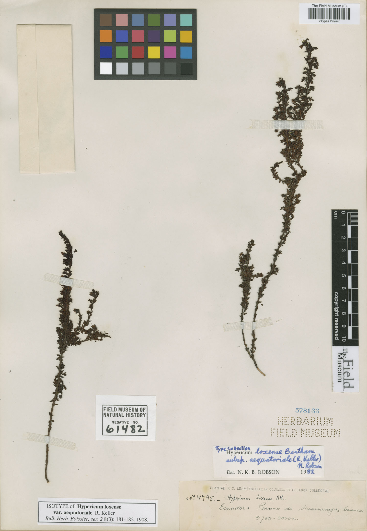 Hypericum loxense subsp. aequatoriale image