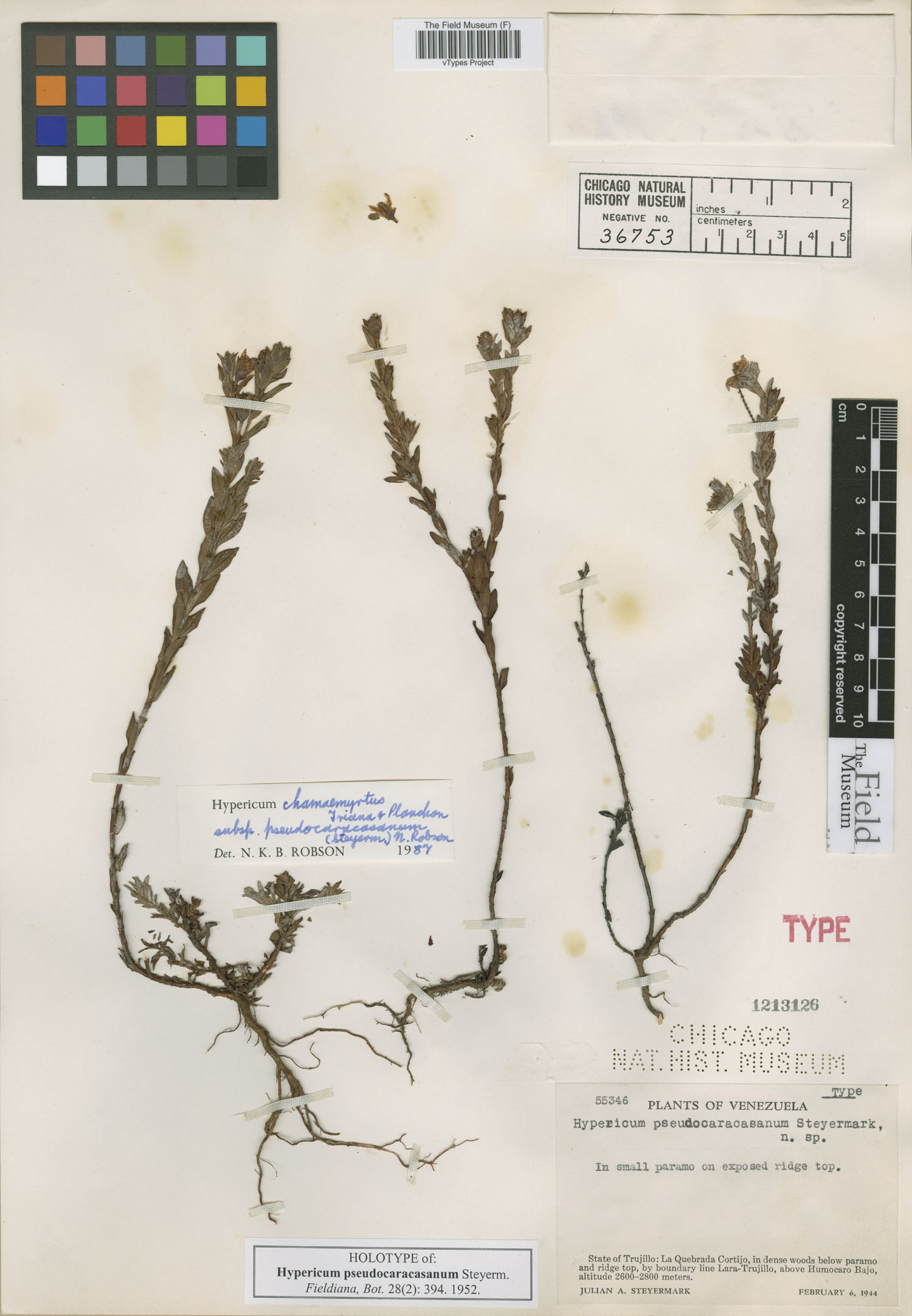 Hypericum chamaemyrtus subsp. pseudocaracasanum image