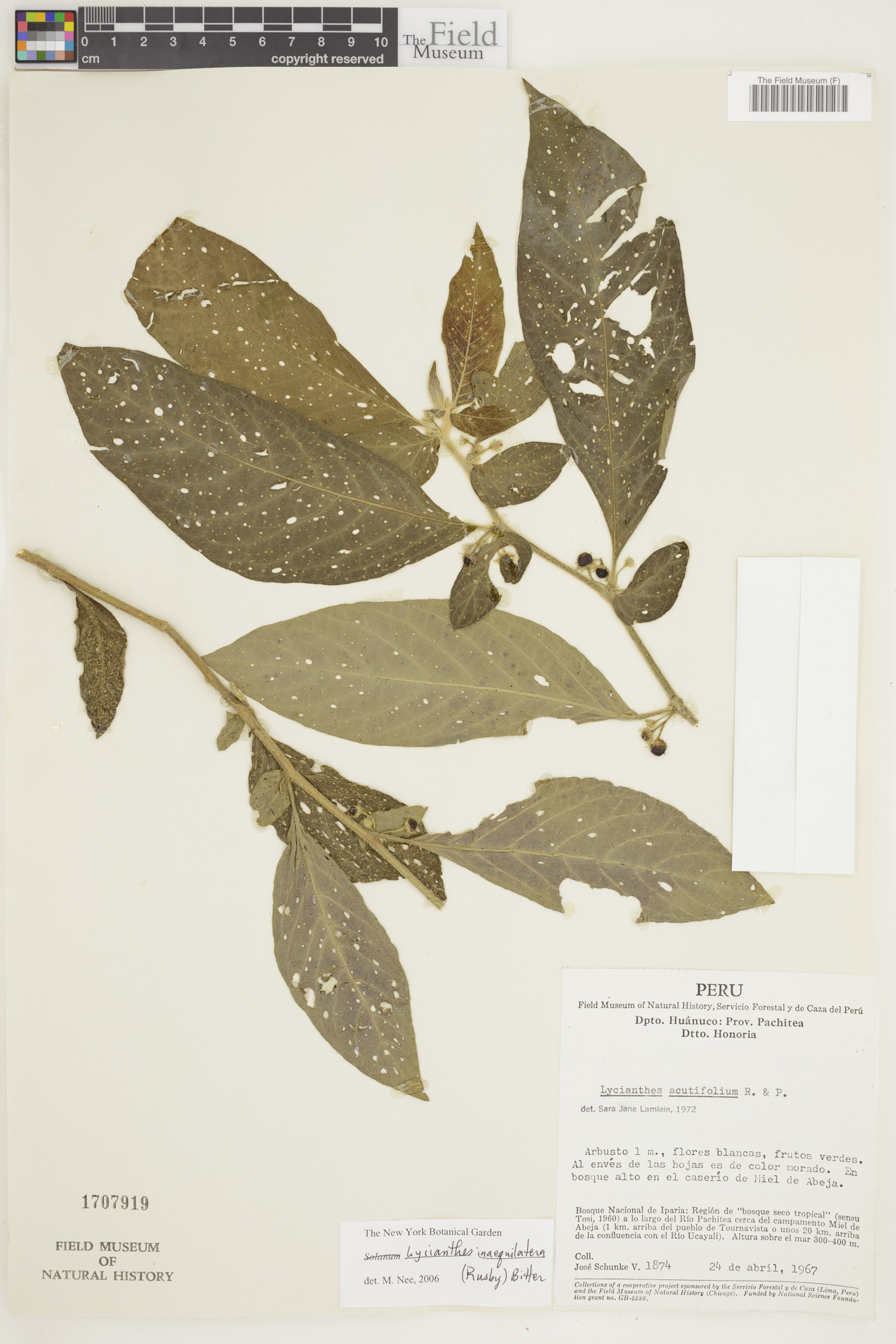 Lycianthes inaequilatera image