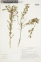 Lycianthes lycioides image