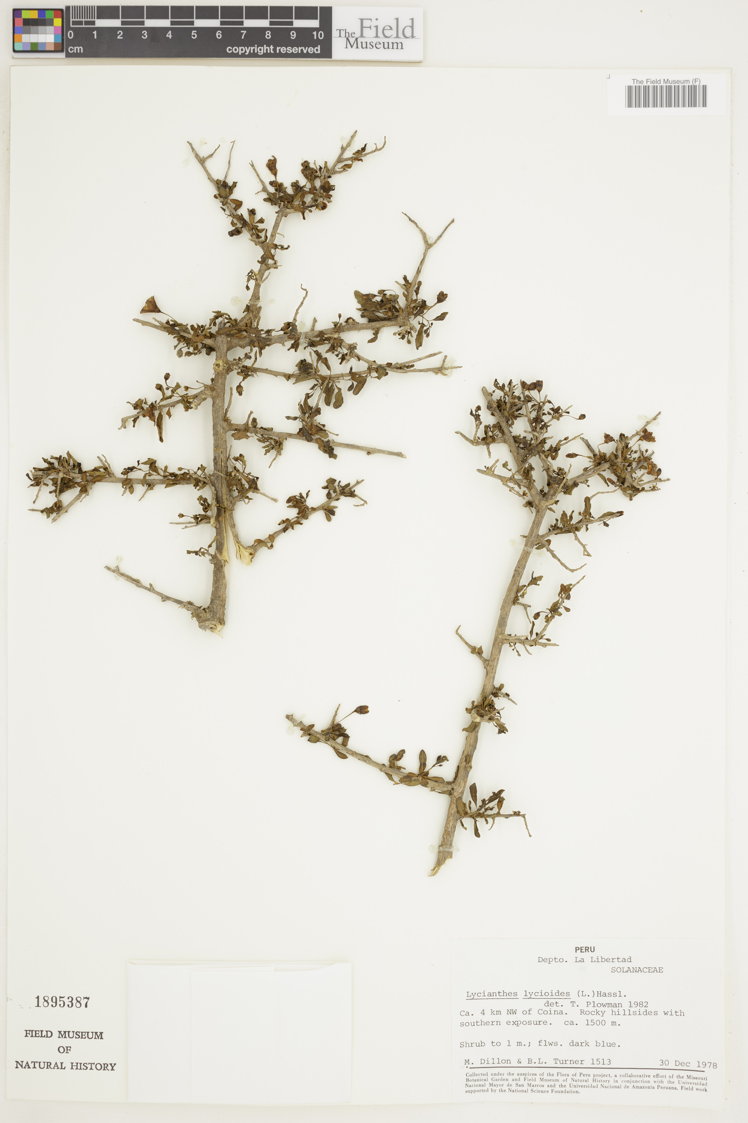 Lycianthes lycioides image