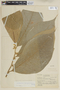 Lycianthes tarapotensis image