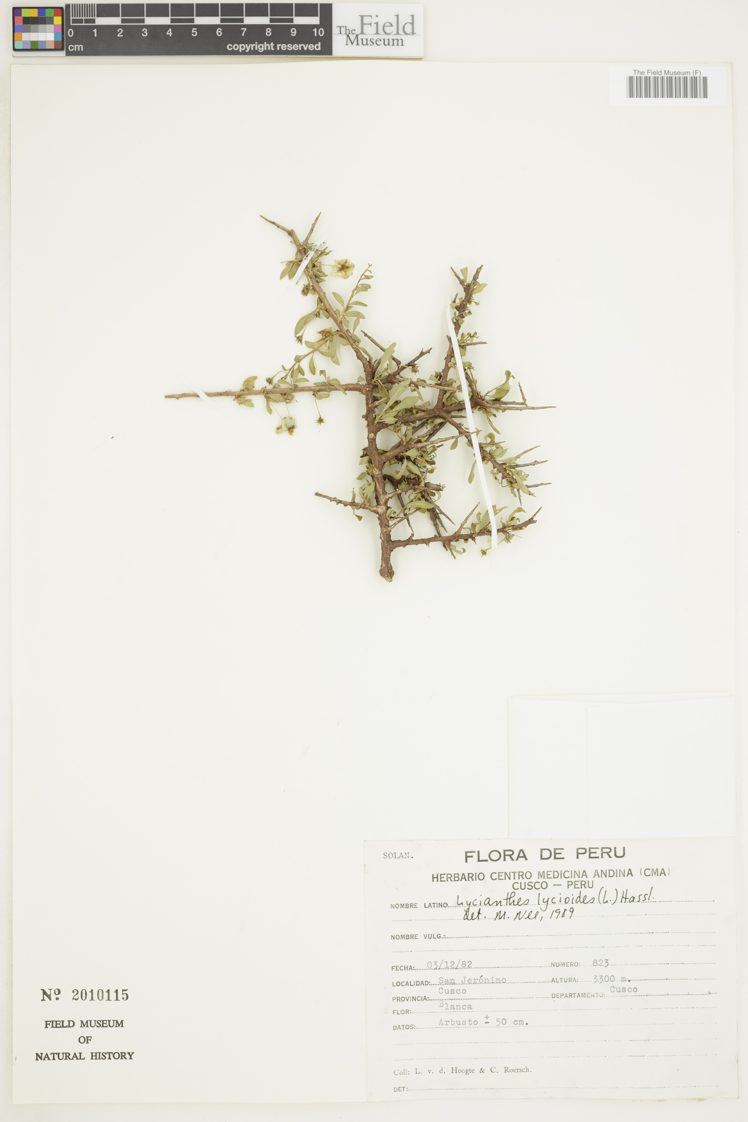 Lycianthes lycioides image