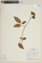 Lycianthes pauciflora image