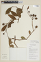 Lycianthes pauciflora image