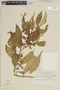 Lycianthes xylopiifolia image