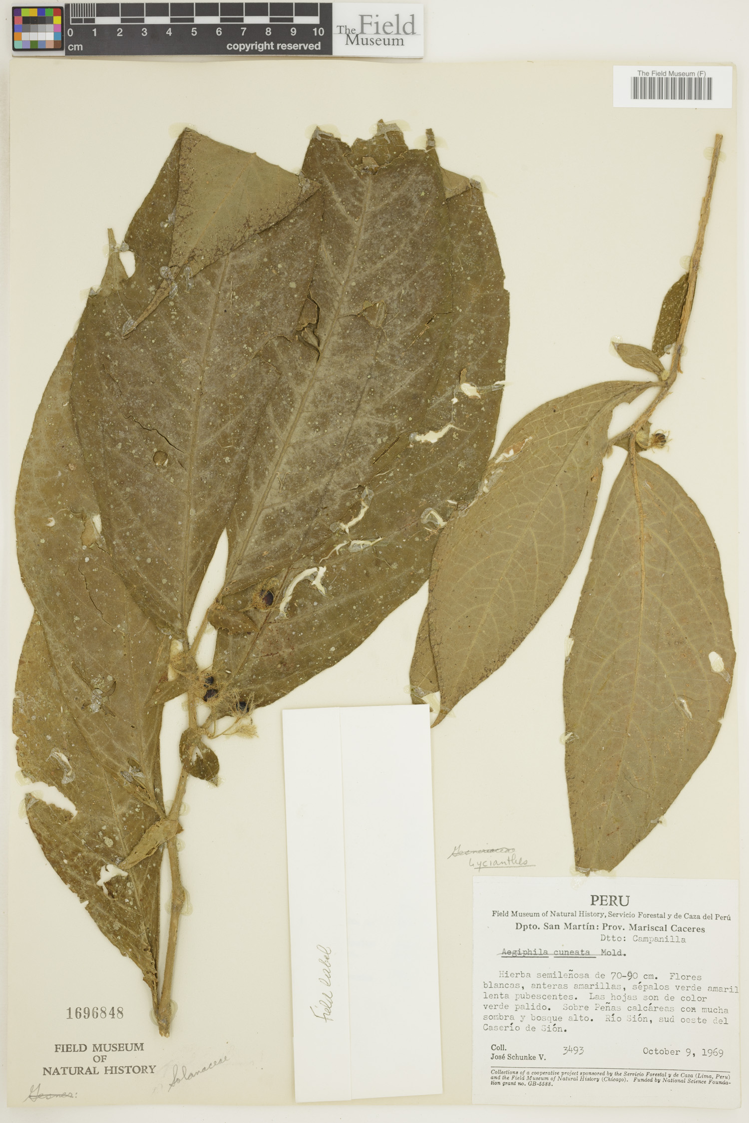 Lycianthes image