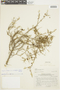 Lycium chilense var. minutifolium image