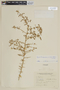 Lycium tenuispinosum image