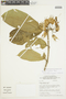 Markea longiflora image