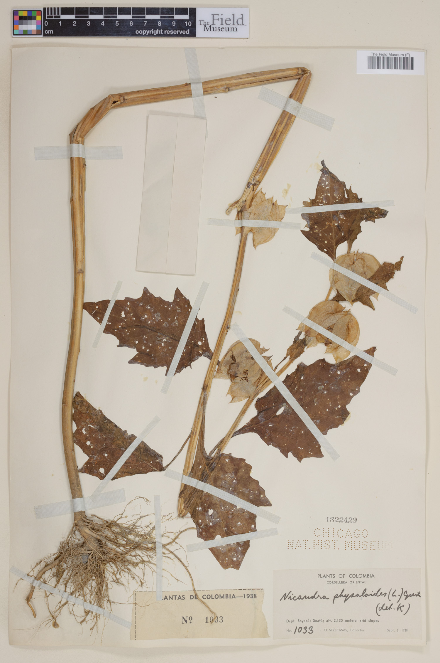Nicandra physalodes image