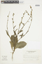 Nicotiana longiflora image