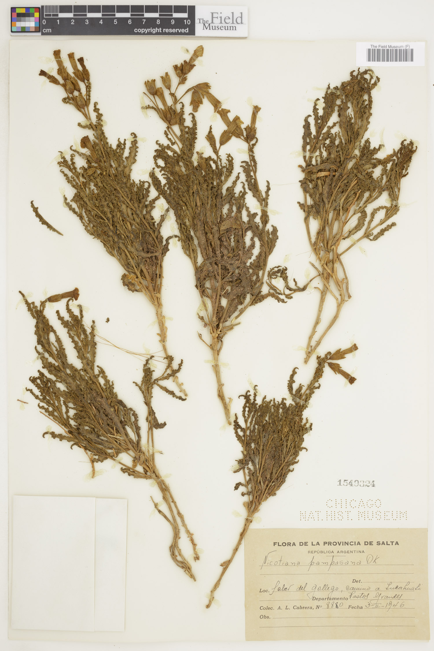 Nicotiana petunioides image