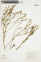 Nicotiana noctiflora image