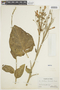 Nicotiana raimondii image
