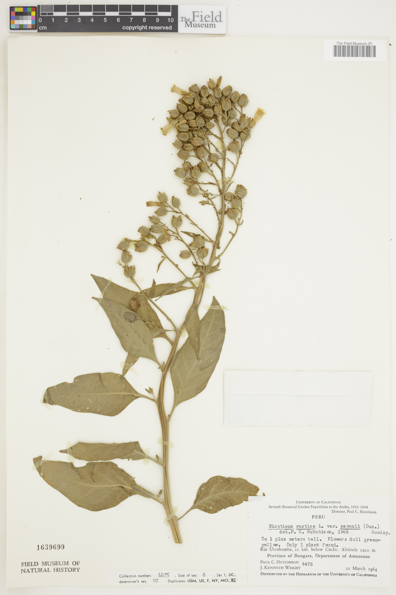 Nicotiana rustica var. pavonii image