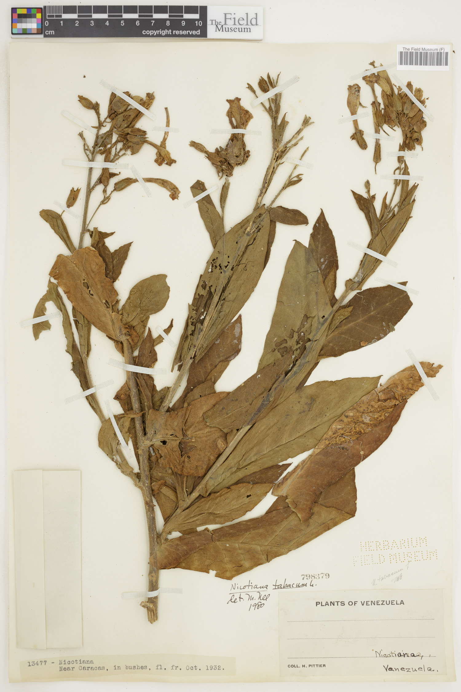 Nicotiana tabacum image