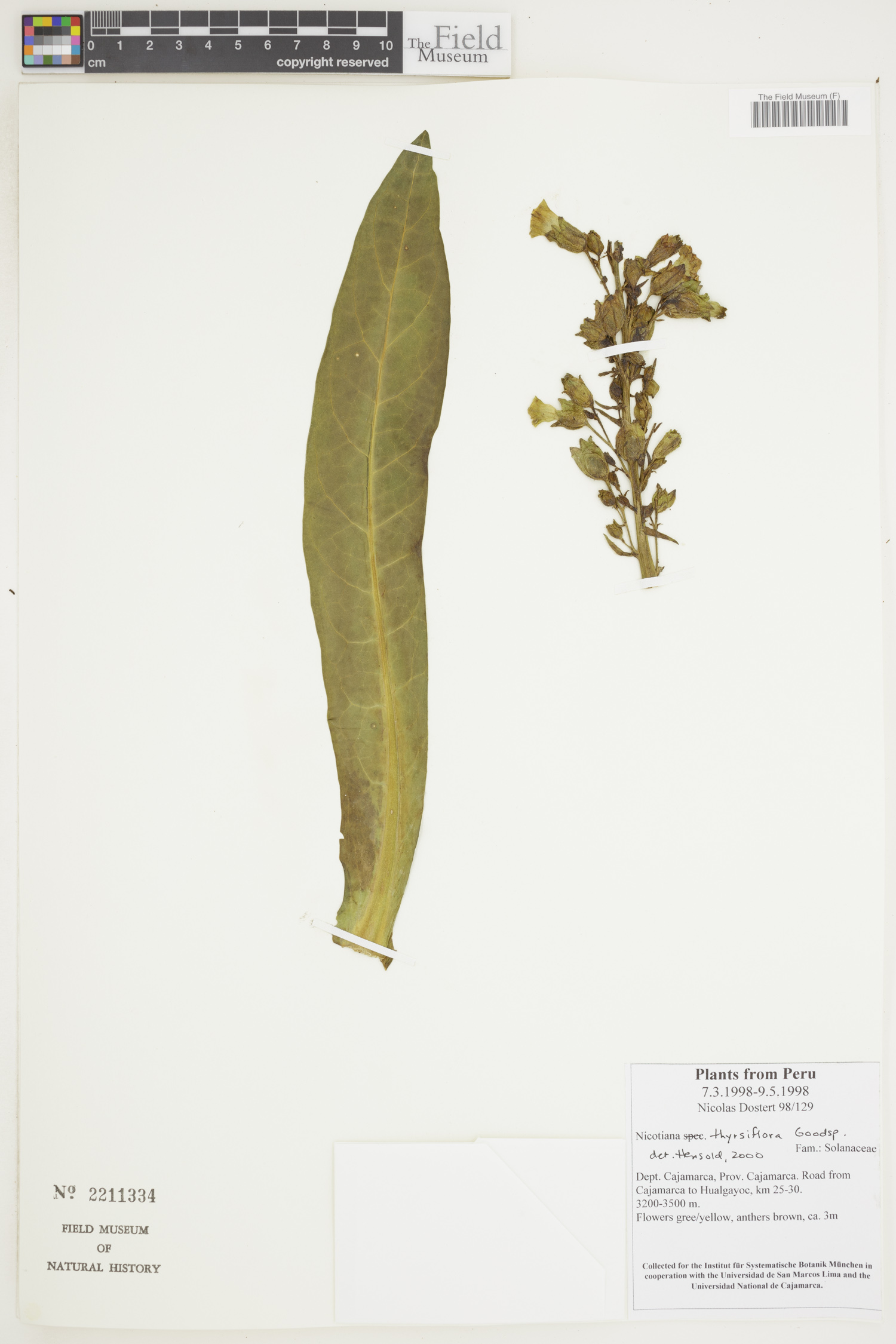 Nicotiana thyrsiflora image