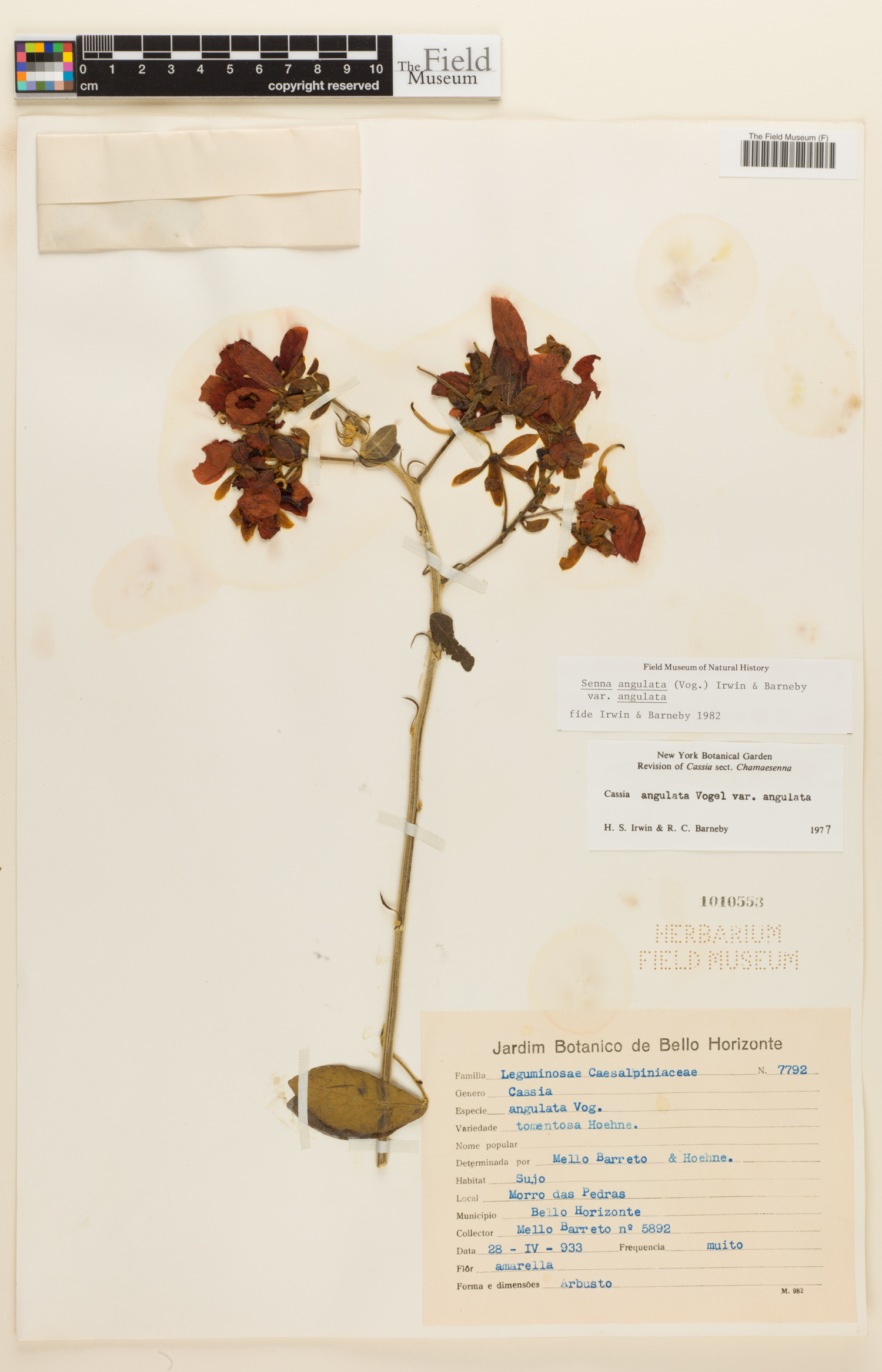 Senna angulata var. angulata image