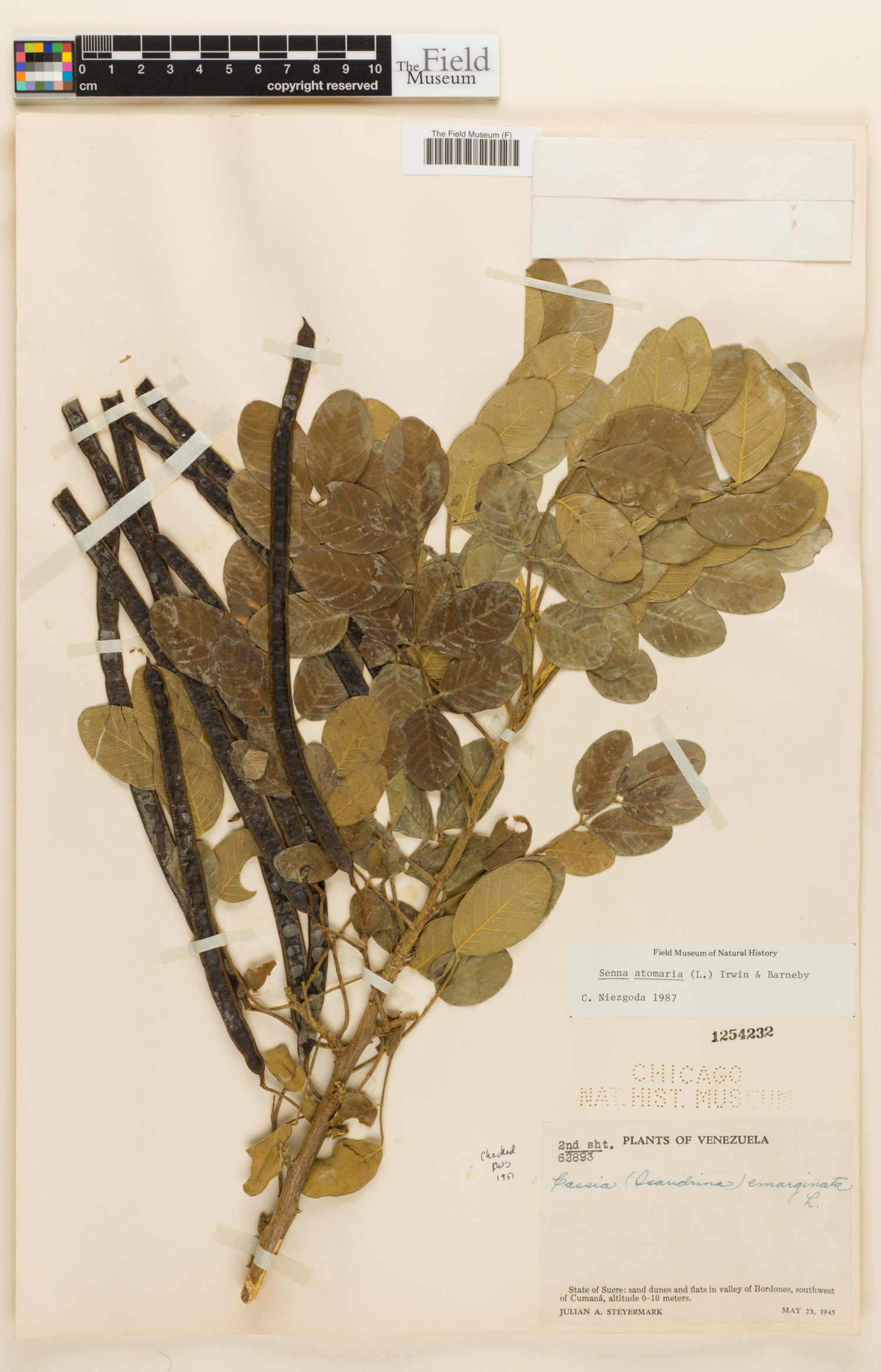 Senna atomaria image